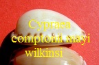 Cypraea comptonii mayi wilkinsi